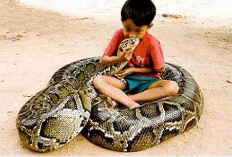 2019年，缅甸蟒蛇舍命报恩，冷血动物也有温情一面