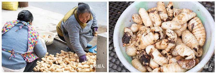 达州道地药材天麻,正宗中药材天麻