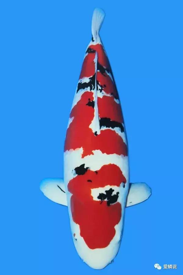 锦鲤怎么喂食才合理,锦鲤如何喂食才是正确的