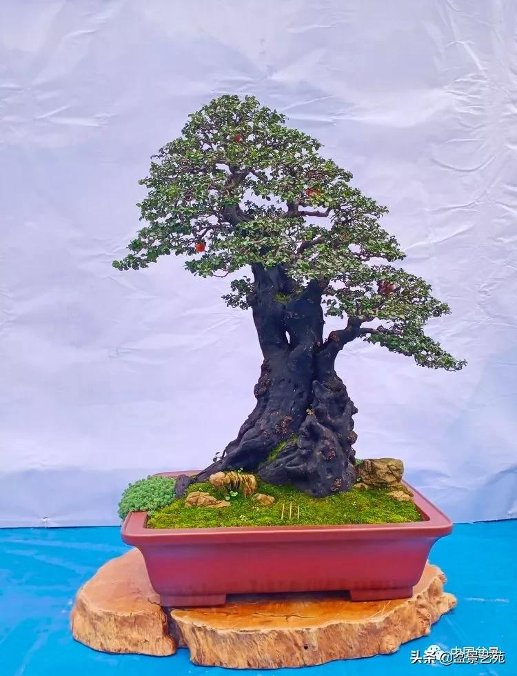 玩盆景必备栽种知识,观赏盆景的意境