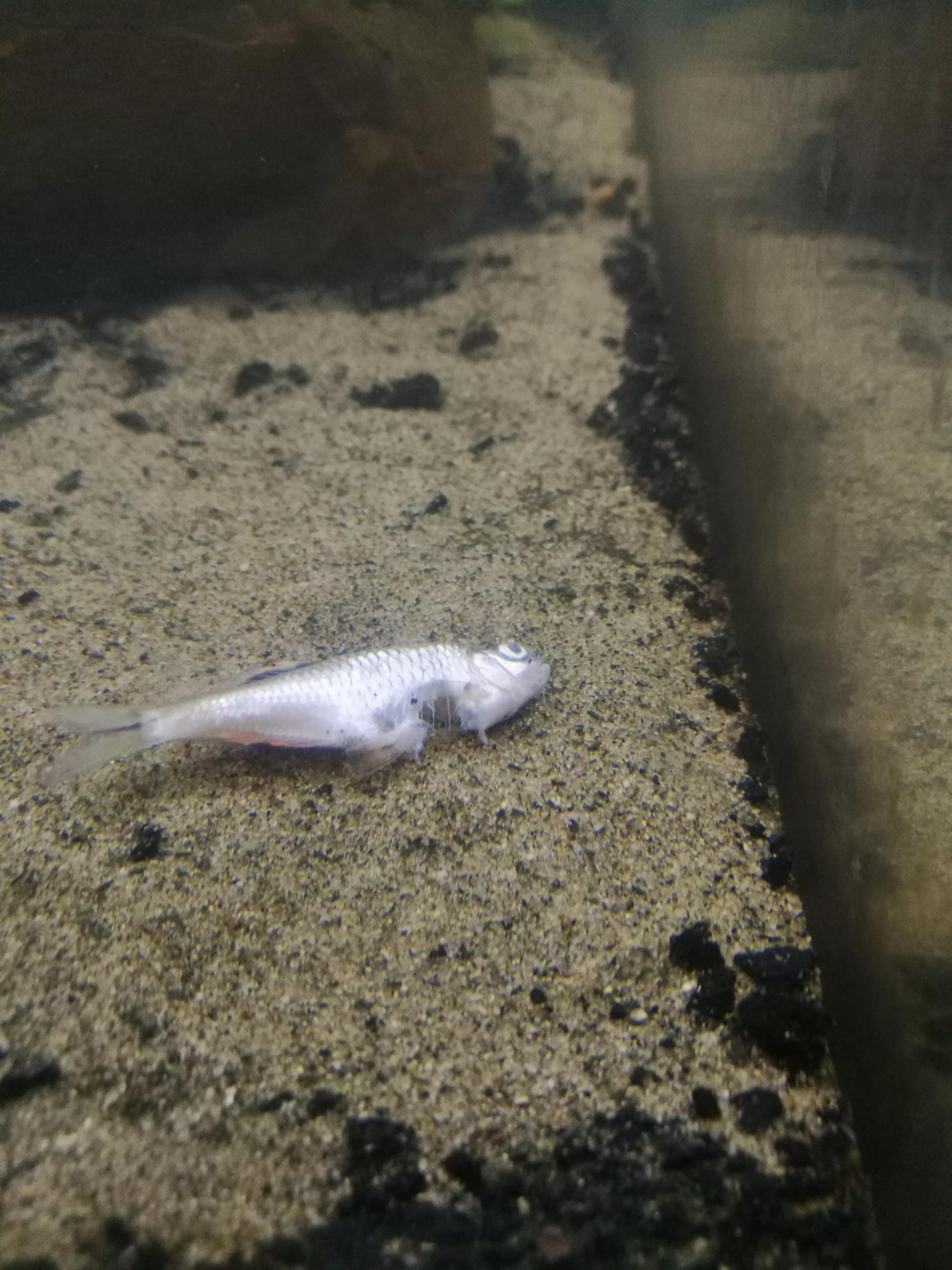 鱼缸里的死鱼为什么不见了,鱼缸里面死鱼不捞出来