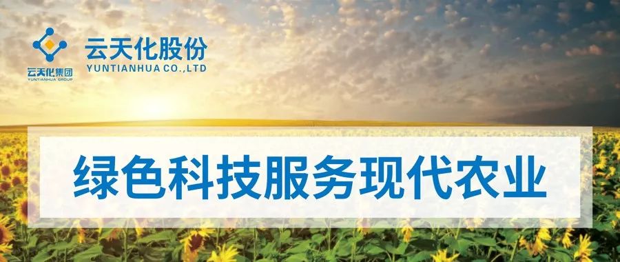 种植甘蔗遇到的问题,掌握种植技术也是一门学问