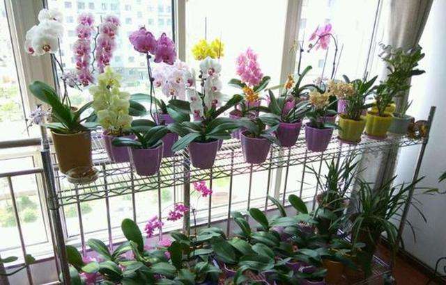 蝴蝶兰吊养最佳方法,家养蝴蝶兰怎样补光