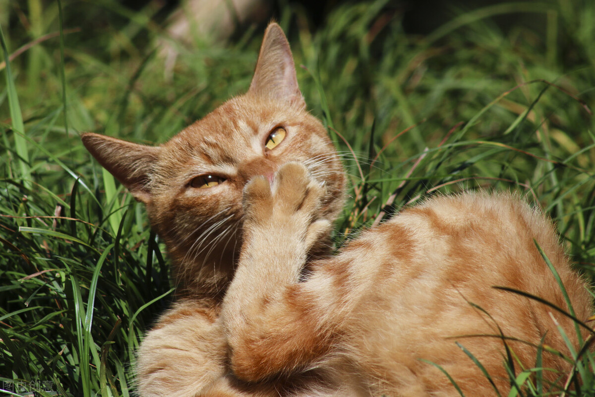一个月的橘猫怎么喂养,橘猫怎么喂养最好