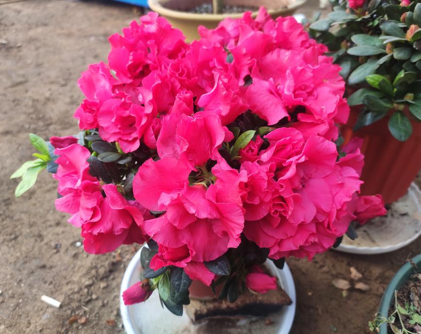 秋季刚栽种的杜鹃怎么施肥,杜鹃入手怎么养护