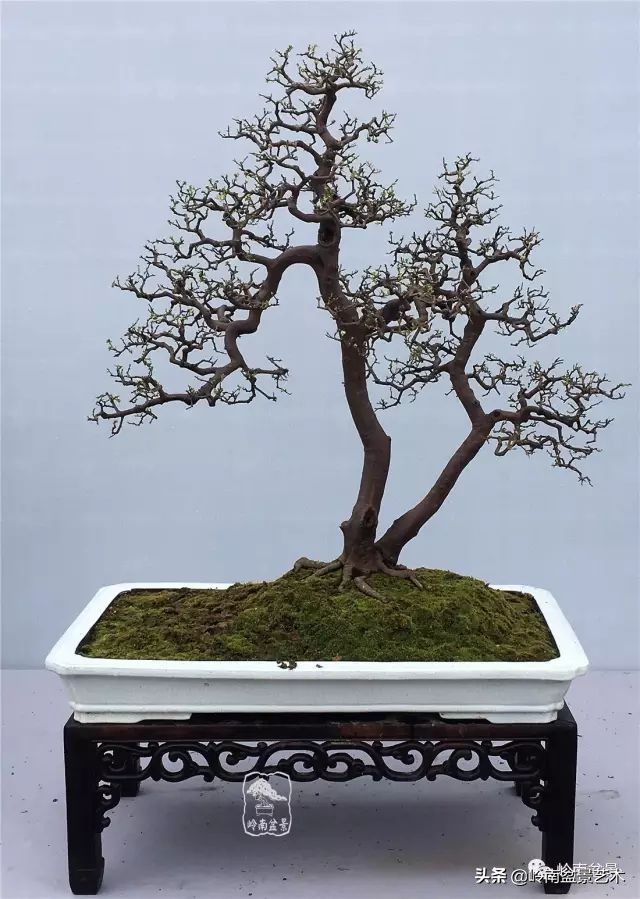 双干树,双干型果树