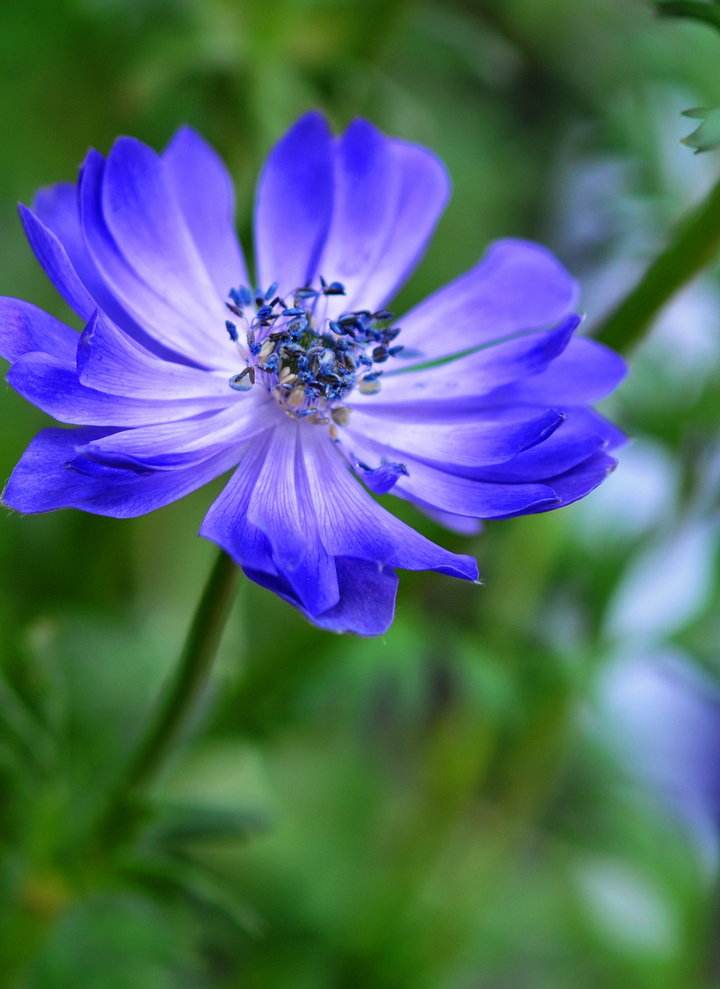 十种蓝色花,常见的六种蓝色花