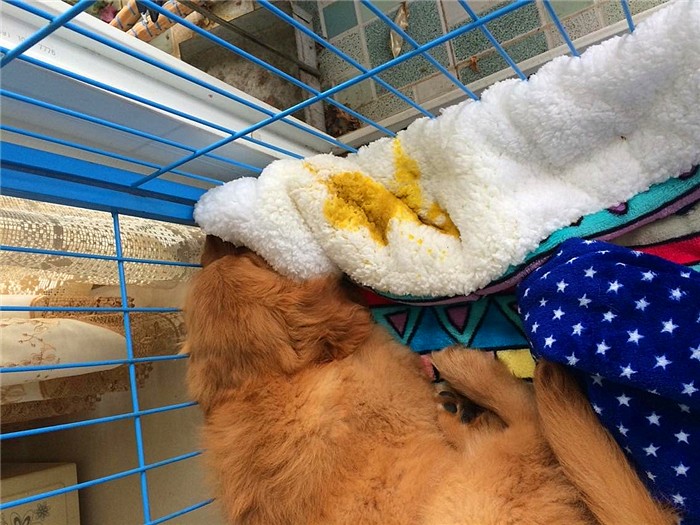 辟谣迷你狗的谣言,狗狗细小成犬后还会得吗