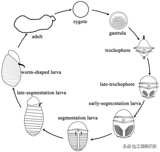 烟台赶海海肠,山东烟台大风刮海肠