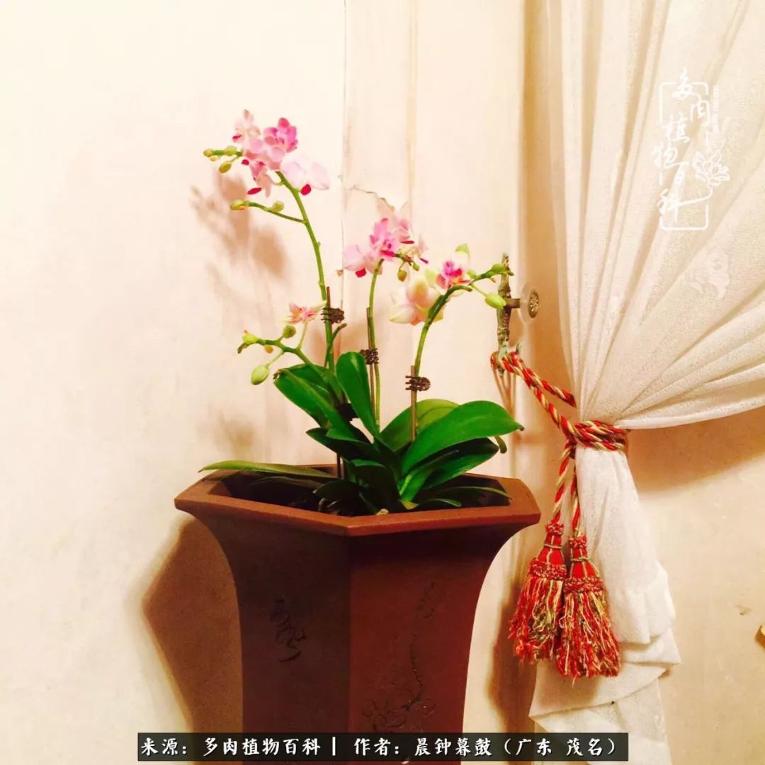 轻轻地告诉你，我的多肉也曾美过，不信你看看