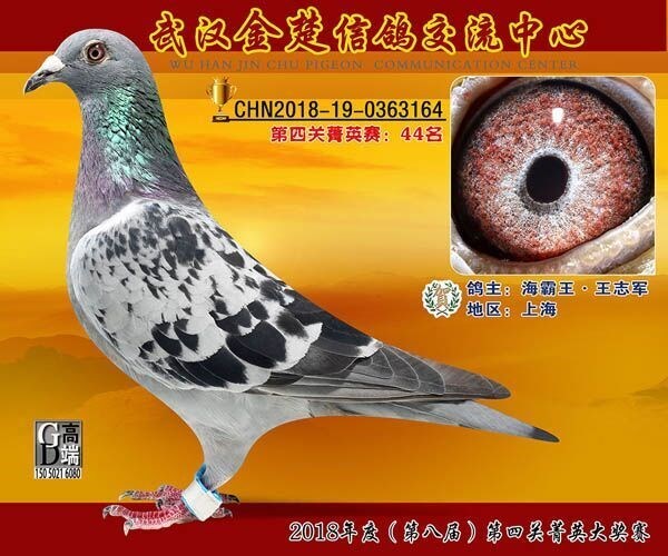 海霸王詹森纪录,冠霖公棚2017年获奖鸽欣赏