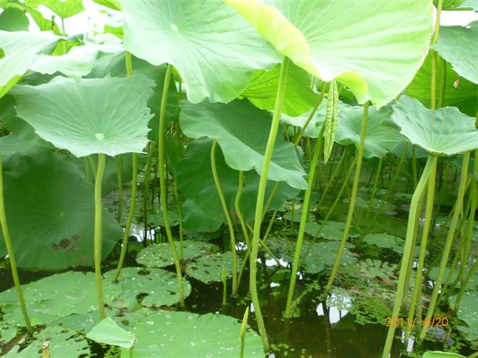 曹县魏湾镇各村姓氏分布,曹县魏湾地名