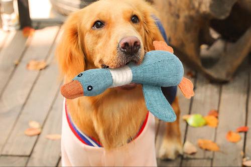 狗玩具都有什么,便宜的狗玩具推荐