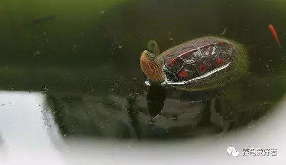 大型中华花龟怎么养,中华花龟怎么养啊图片