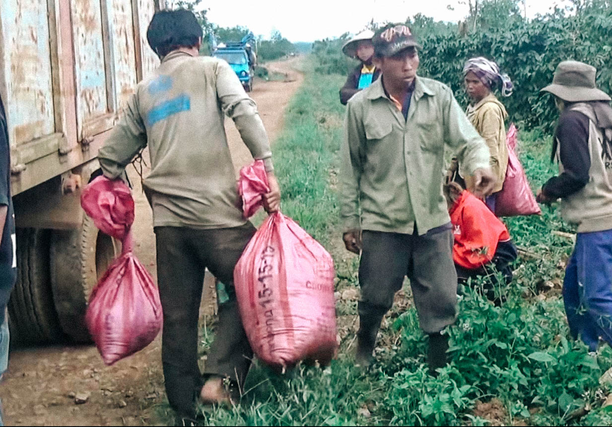 老挝中资工厂工资,老挝华人咖啡工厂