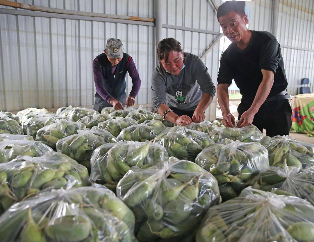 农批市场拓客,合肥百大周谷堆蔬菜批发市场