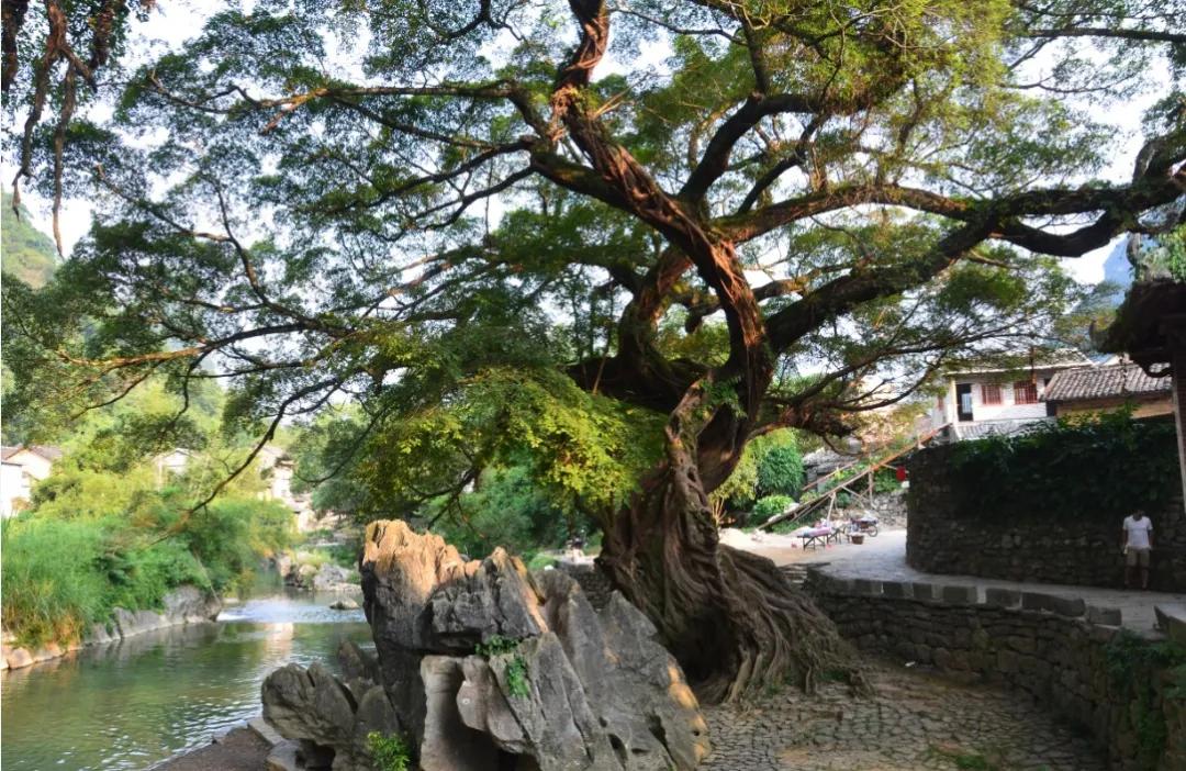 盐碱地怎么治理才能长出植物,盐碱地土地综合整治工程问题