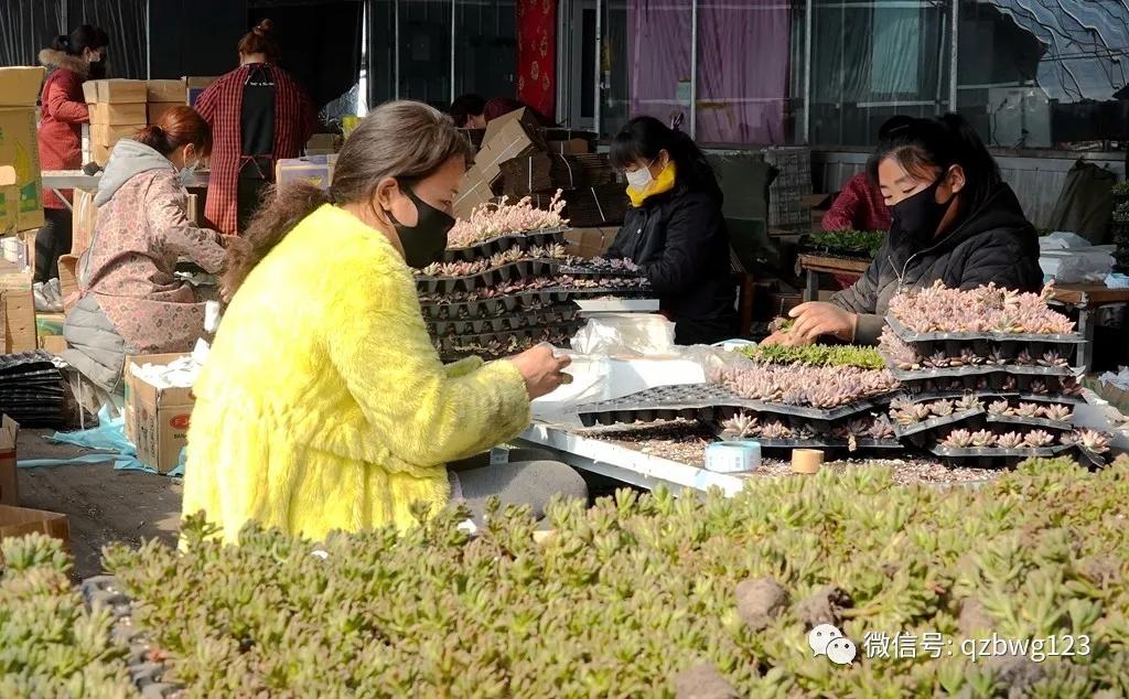 河北曲周多肉植物批发,曲周县西木多肉科技