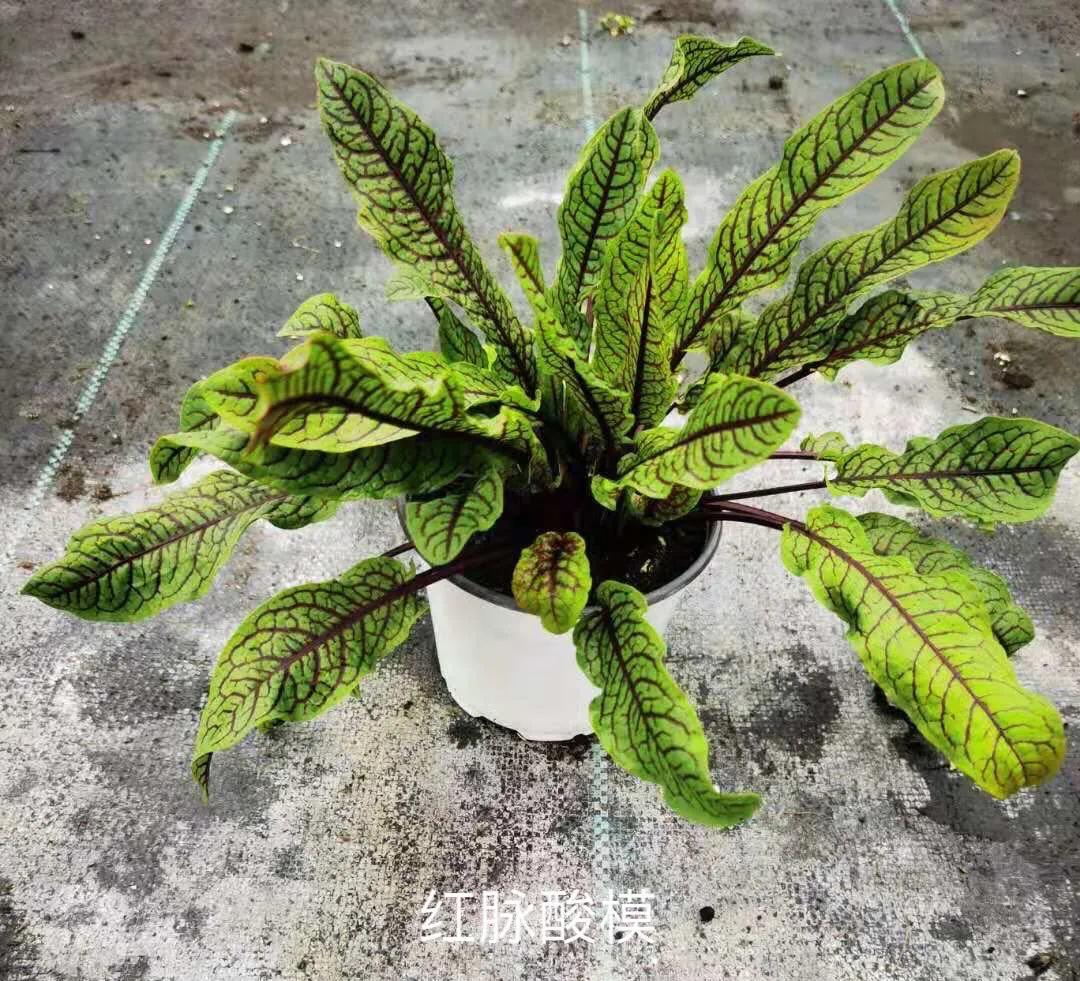 观花草本植物推荐,最具观赏性的观叶植物