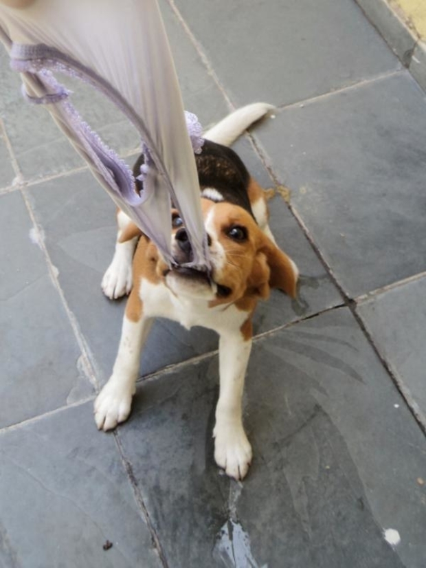 如何正确给狗狗玩具,了解狗狗的玩具最适合哪一种