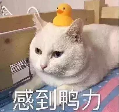 绂忓缓姘村ご娲楁荡妗戞嬁,绂忓缓妗戞嬁