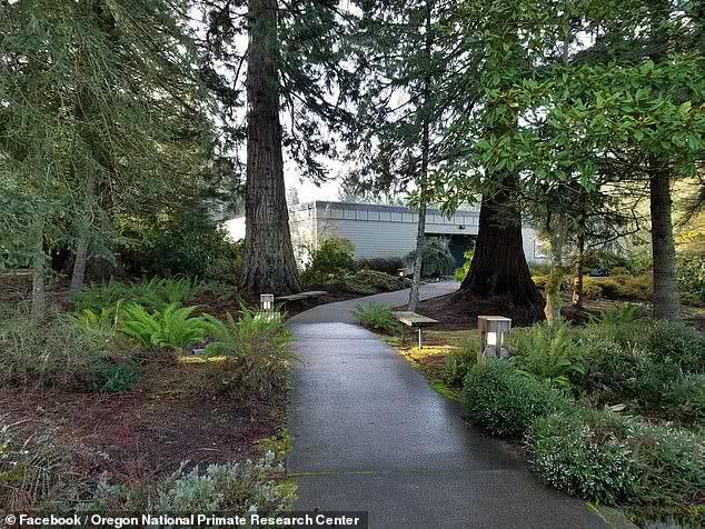 美国实验室残忍行为曝光，逼迫猴子吃猪油，15亿经费来自国家拨款