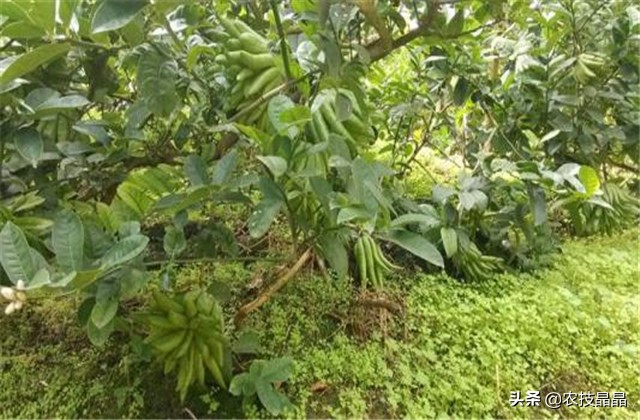 药材佛手种植技术和方法,佛手果树的种植技术