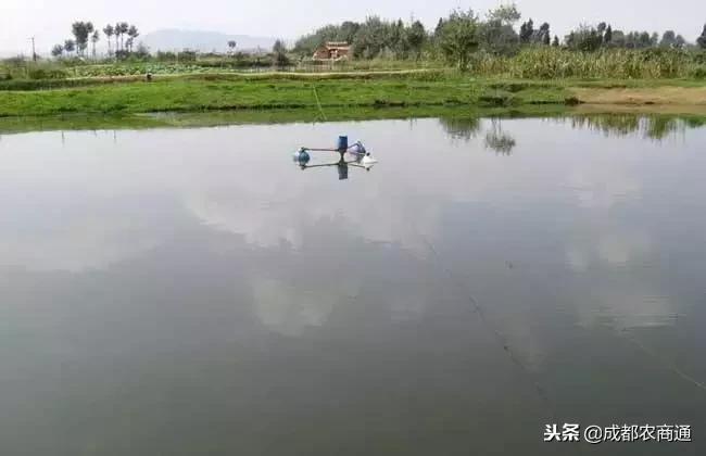 草鱼养殖主要要点,草鱼养殖技术要点