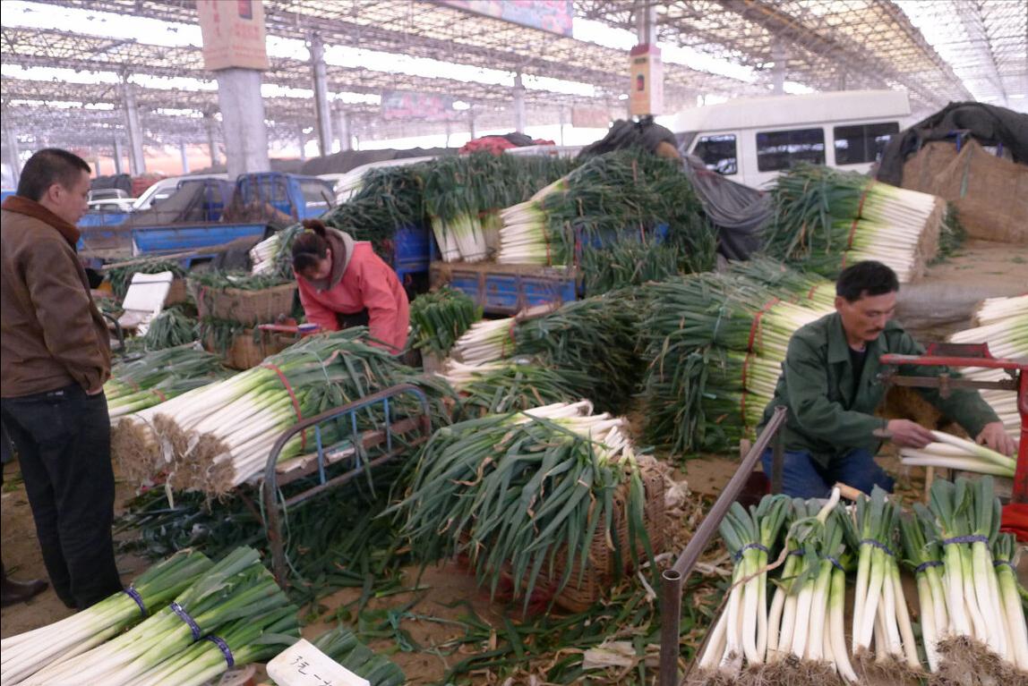 保存大葱不空心不黄叶的好方法,大葱怎样保存不干而不烂
