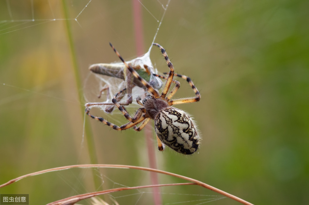 蜘蛛给人们的印象,蜘蛛印象出场
