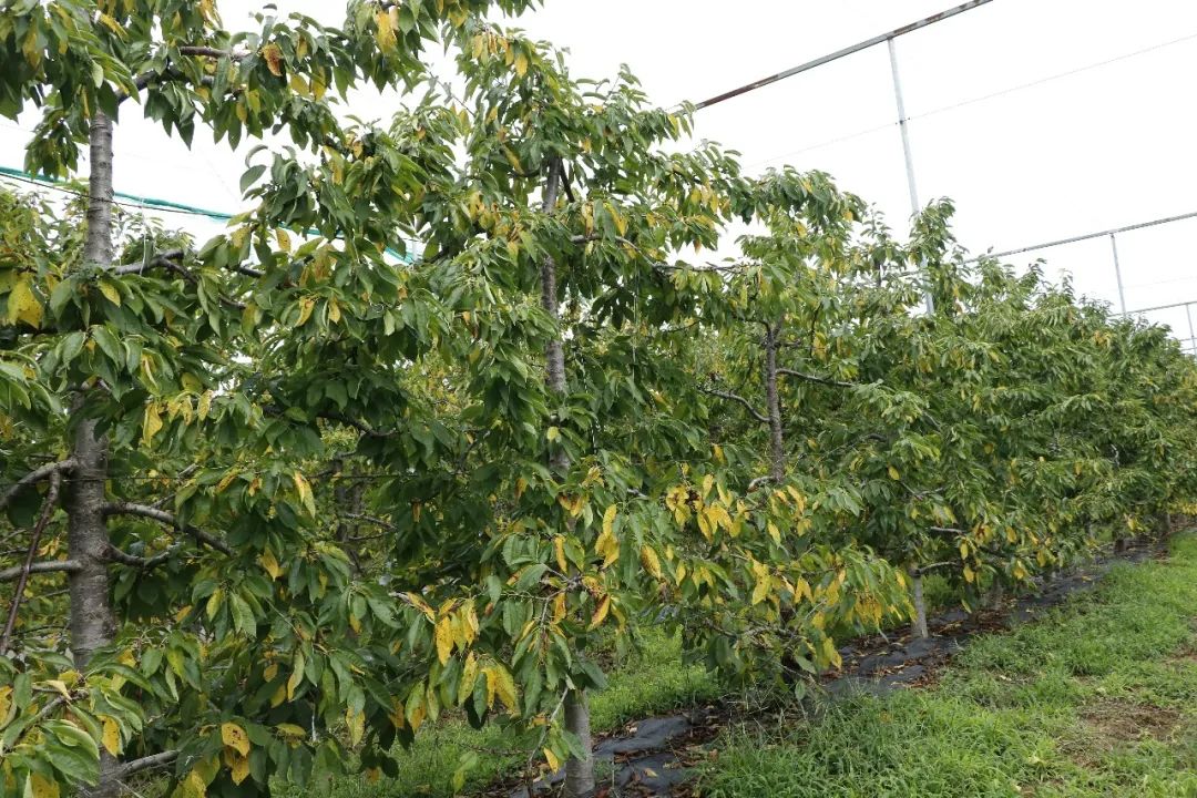 图说樱桃病虫害防治关键技术书籍,樱桃病虫害防治图谱