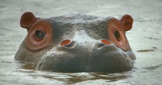 BBC得多有钱?为*窥偷**愣是做了一堆超逼真假动物,真实到被求交配