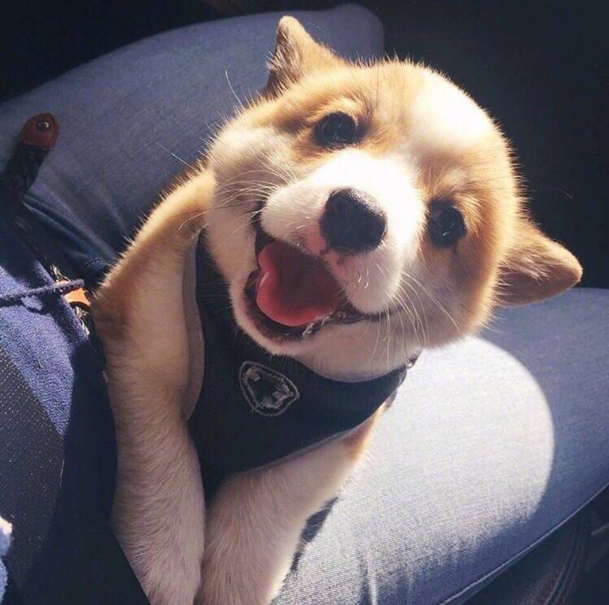 柯基宝宝小短腿柯基,短腿柯基长腿柯基