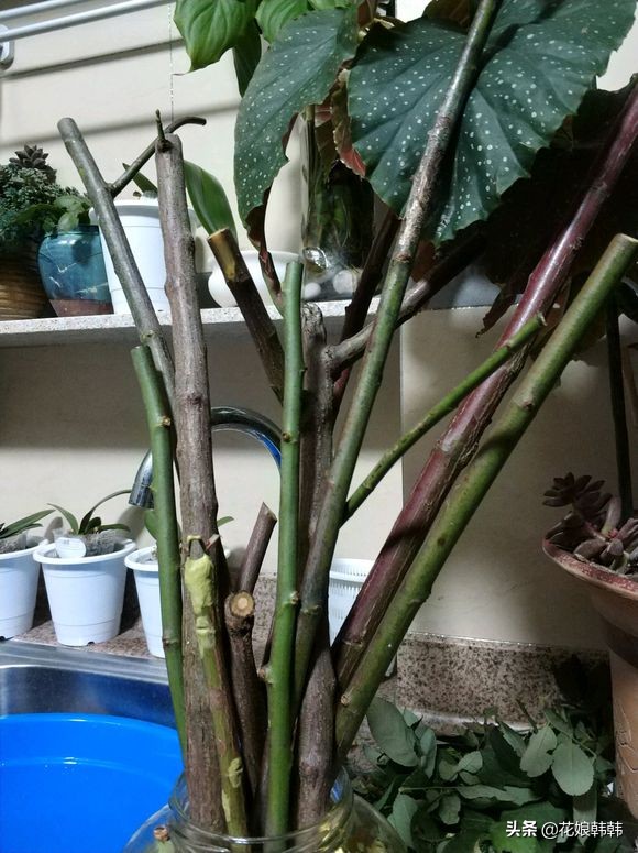 如何判断是月季芽和蔷薇笋,蔷薇笋和月季笋的区别