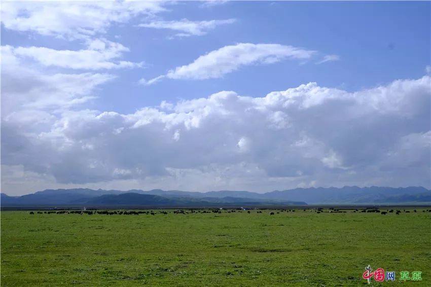 大梅看草原丨盛夏的甘南玛曲，美得脱俗惊艳