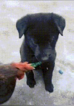 爆笑gif动图,看一遍笑哈哈的gif搞笑动图