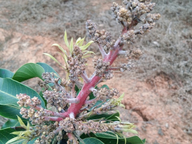 芒果白锈病防治方法,芒果黑心病用什么药