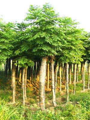 栾树蚜虫有什么危害,栾树蚜虫会长在其他树上么