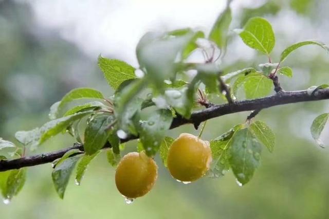 散文诗的特点及创作鉴赏,散文诗最大特点是什么