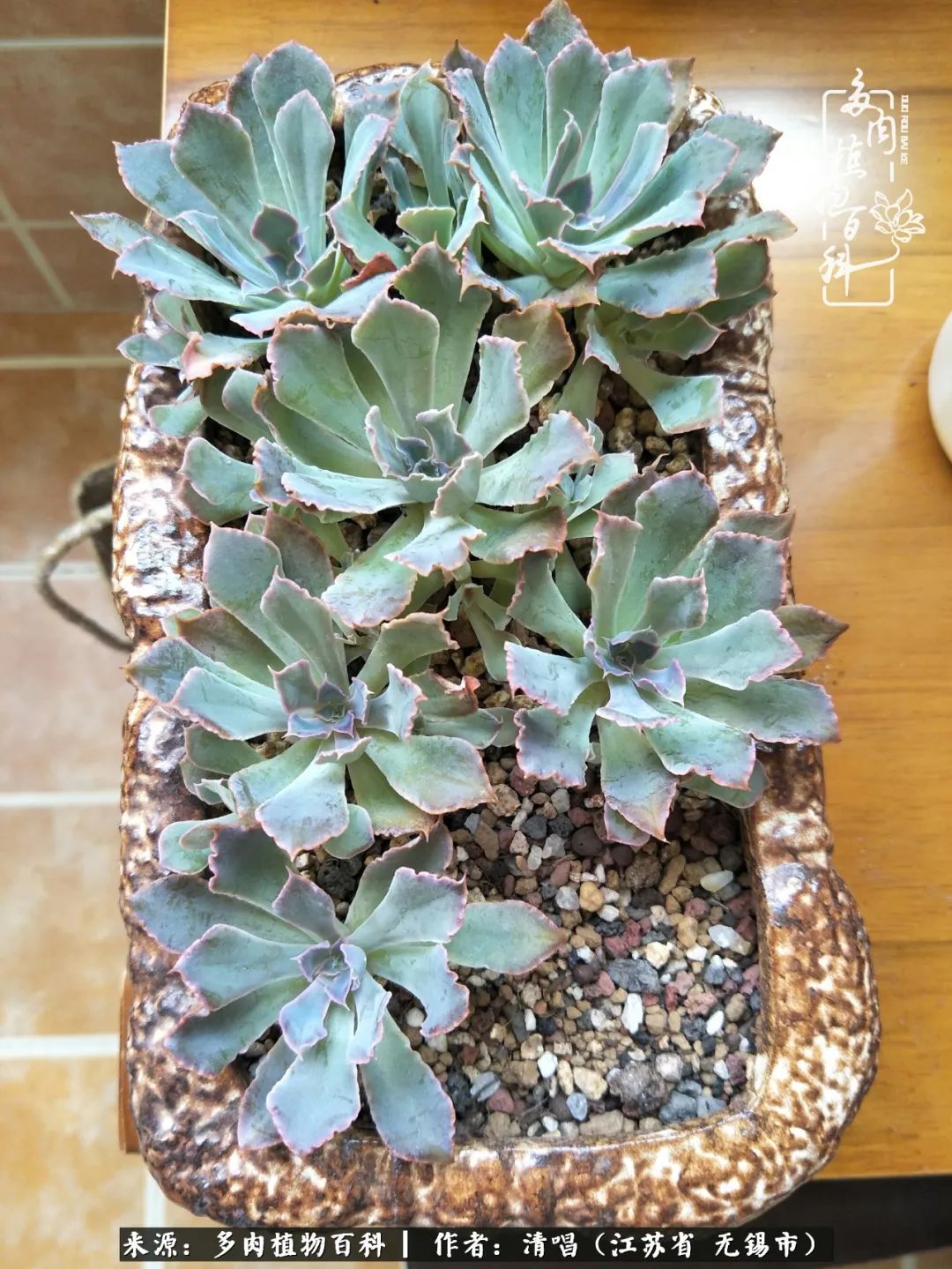 多肉植物百科好看又好养的多肉,喜欢多肉的朋友欢迎光临多肉园艺