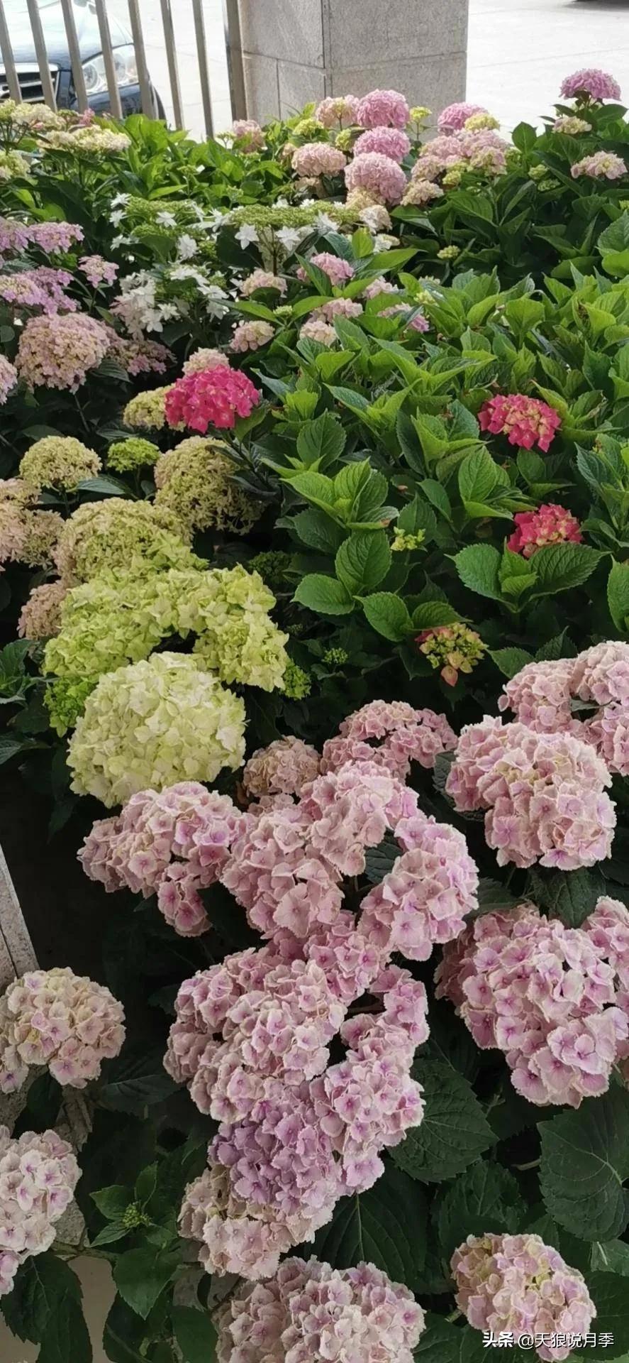 圆滚滚的绣球，瀑布般的花墙，这届花友也太会种花了吧