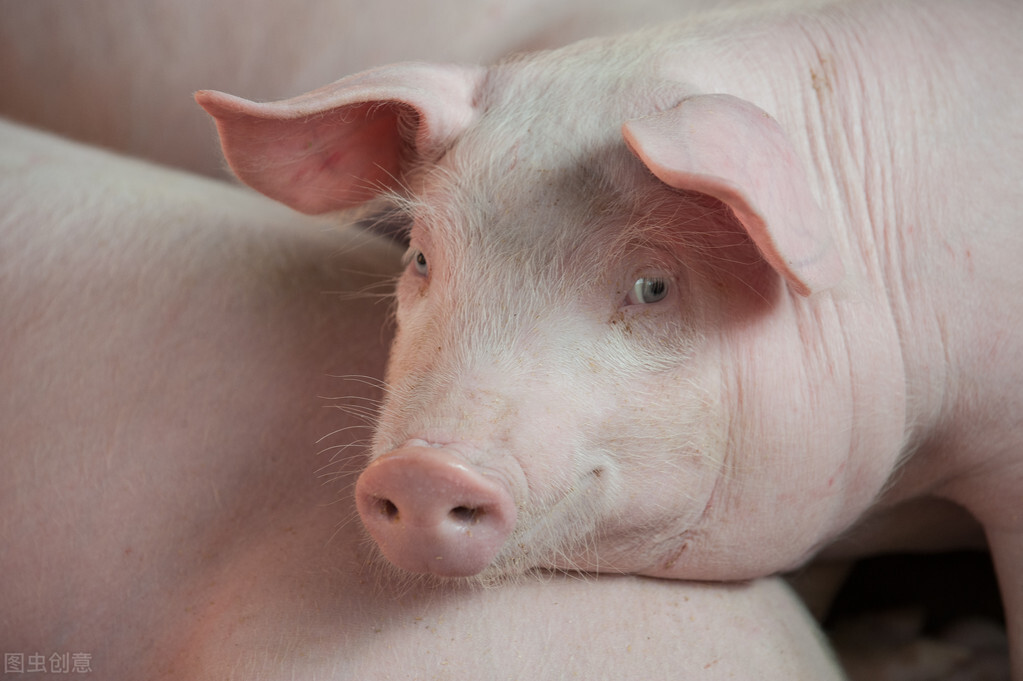 防控非洲猪瘟工作的现状及强化措施