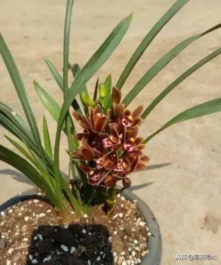 蜜蜂兰和兰花有什么不一样,极品兰花蜜蜂兰