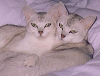 萌宠排行榜,萌宠排行榜1到50名