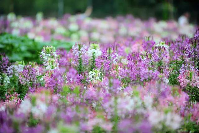 晚上的海棠湾,海棠湾真的很美