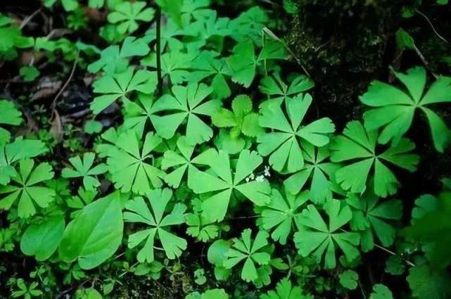 长相奇怪的一种草，它是毛茛科1500多种植物中独一无二的存在！