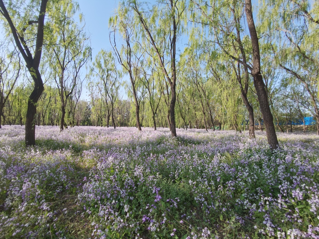 香雪海包含哪些景点,香雪海一日游