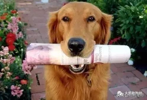 金毛犬聪明吗,德国牧羊犬聪明还是金毛犬聪明