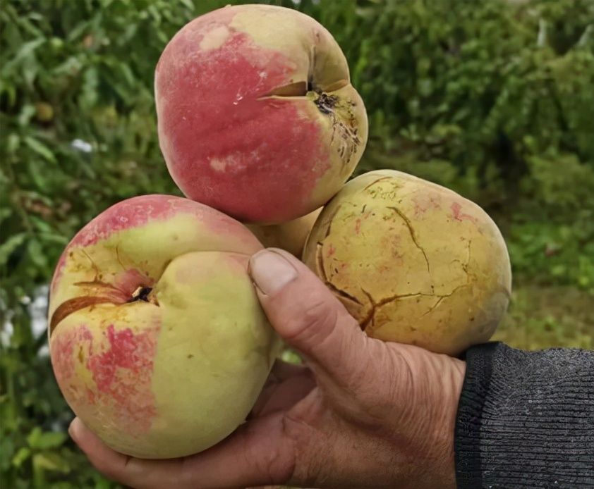 女子买爆炸桃被家人嫌弃,女子超市买爆炸桃被妈妈嫌弃太丑