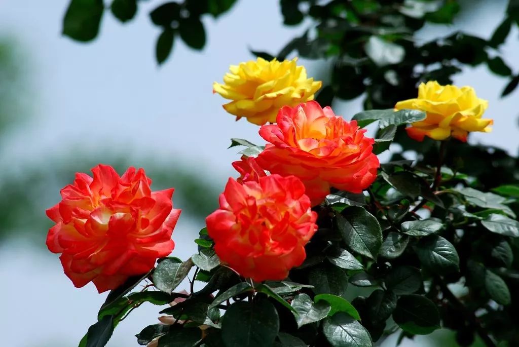 记忆中的常州味道,老常州记忆80年代